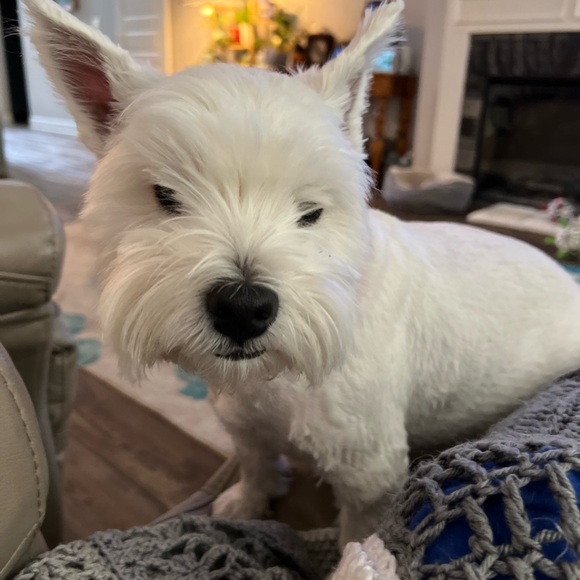 Meet your Posher, Tamara - Picture 4 of 5